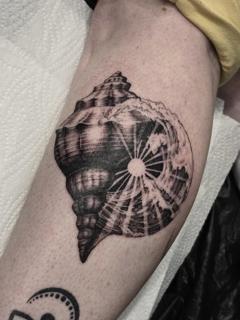 Realism nautilus shell tattoo by @meerkatstattoo
