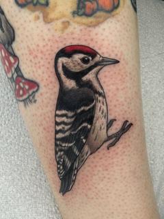 Realism woodpecker tattoo by @charliesullivantattoo