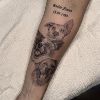 Realism dog portraits tattoo by @titotattooart_