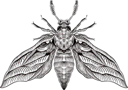 Death Moth by @poco