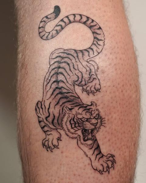 Traditional roaring tiger tattoo by @kwom.tattoos