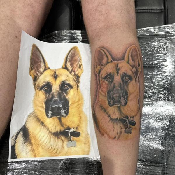 Realism german shepherd tattoo by @divineeyetattoo