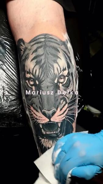 Realism roaring tiger tattoo by @mariusz_detka_tattoo