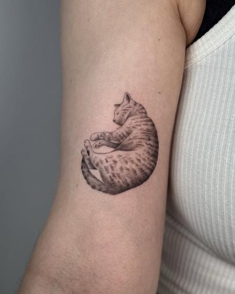 Fine line sleeping cat tattoo by @meganbirdtattoo