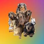 Dachshund group tattoo by @polishpollytattoo