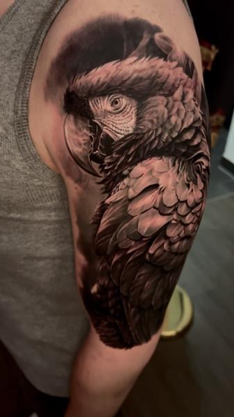 Realism parrot tattoo by @stefan_artofeternity